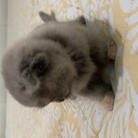 Scottish Fold, Kedi  Hera fotoğrafı