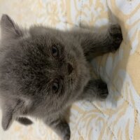 Scottish Fold, Kedi  Hera fotoğrafı