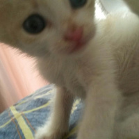 Tekir Kedi, Kedi  Tarçın  fotoğrafı