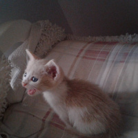 Tekir Kedi, Kedi  Tarçın  fotoğrafı
