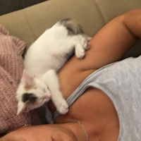 Tekir Kedi, Kedi  Miya fotoğrafı