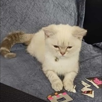 British Shorthair, Kedi  SütLaç fotoğrafı