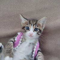 Tekir Kedi, Kedi  FISTIK fotoğrafı