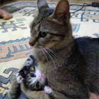 Tekir Kedi, Kedi  FISTIK fotoğrafı