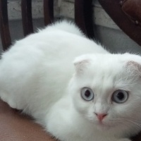 Scottish Fold, Kedi  Sütlaç fotoğrafı