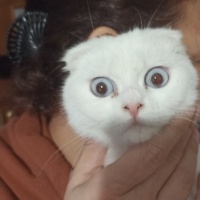 Scottish Fold, Kedi  Sütlaç fotoğrafı