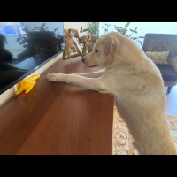 Labrador Retriever, Köpek  Mocha fotoğrafı