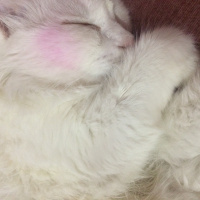 Van Kedisi, Kedi  malia  fotoğrafı