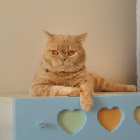 British Shorthair, Kedi  Sherlock fotoğrafı