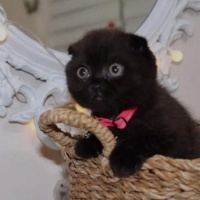 Scottish Fold, Kedi  Duman ve Lianın bebekleri fotoğrafı