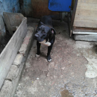 Amerikan Pitbull Terrier, Köpek  thor fotoğrafı