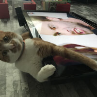 Tekir Kedi, Kedi  ASO fotoğrafı