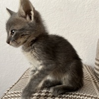 Tekir Kedi, Kedi  Sakız fotoğrafı