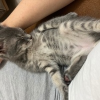 Tekir Kedi, Kedi  Sakız fotoğrafı