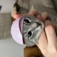 Tekir Kedi, Kedi  Sakız fotoğrafı