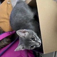 Tekir Kedi, Kedi  Sakız fotoğrafı