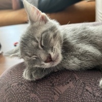 Tekir Kedi, Kedi  Sakız fotoğrafı