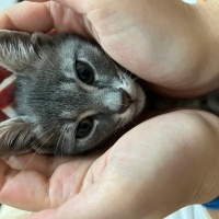 Tekir Kedi, Kedi  Sakız fotoğrafı