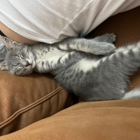 Tekir Kedi, Kedi  Sakız fotoğrafı