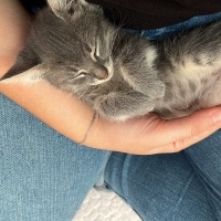 Tekir Kedi, Kedi  Sakız fotoğrafı