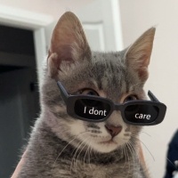 Tekir Kedi, Kedi  Sakız fotoğrafı