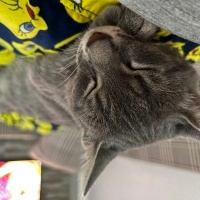 Tekir Kedi, Kedi  Sakız fotoğrafı