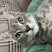 Tekir Kedi, Kedi  Sakız fotoğrafı