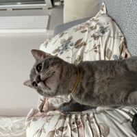 Tekir Kedi, Kedi  Sakız fotoğrafı