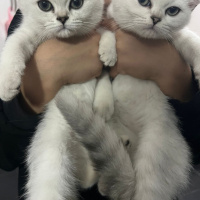 Scottish Fold, Kedi  Şila fotoğrafı