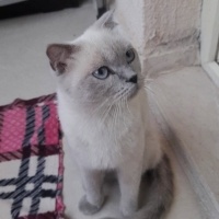 British Shorthair, Kedi  Şila fotoğrafı