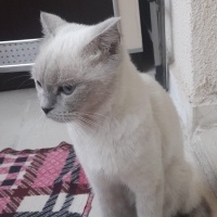 British Shorthair, Kedi  Şila fotoğrafı