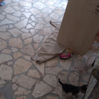 Tekir Kedi, Kedi  4kucuk yavru fotoğrafı
