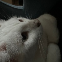 Van Kedisi, Kedi  PiaLatte fotoğrafı