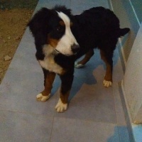 Bernese Dağ Köpeği, Köpek  Mex fotoğrafı