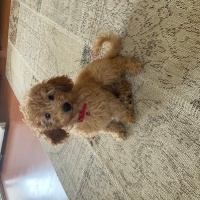 Poodle (Minyatür Kaniş), Köpek  Mocha fotoğrafı