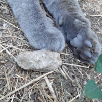 British Shorthair, Kedi  Duman fotoğrafı