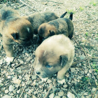 Kangal, Köpek  Çakır fotoğrafı