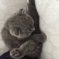 Scottish Fold, Kedi  Arya fotoğrafı