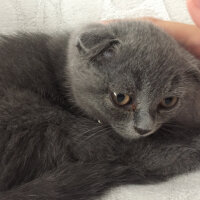 Scottish Fold, Kedi  Arya fotoğrafı