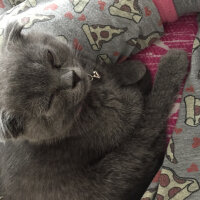 Scottish Fold, Kedi  Arya fotoğrafı