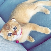 Scottish Fold, Kedi  mia fotoğrafı