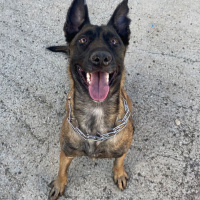Belçika Malinois, Köpek  Cesi fotoğrafı