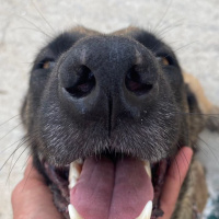 Belçika Malinois, Köpek  Cesi fotoğrafı
