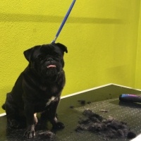 Pug, Köpek  Paşa fotoğrafı