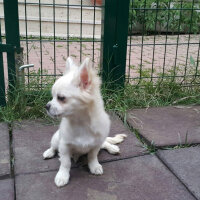 Chihuahua, Köpek  Marley fotoğrafı