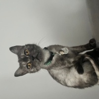 British Shorthair, Kedi  Mia fotoğrafı