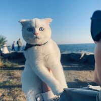 Scottish Fold, Kedi  Pera fotoğrafı