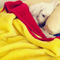 Maltese, Köpek  Bonny fotoğrafı