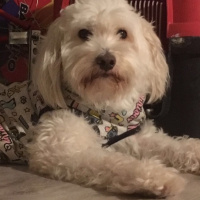 Maltese, Köpek  Bonny fotoğrafı