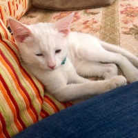 Van Kedisi, Kedi  Şinok fotoğrafı